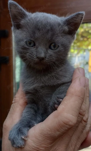 Pisoi din rasa albastru de rusia, dragalasi, jucăusi și pufosi