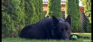 HUGO caut parteneră  - imagine 2 HUGO caut parteneră  - imagine 2