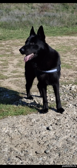 HUGO caut parteneră  - imagine 3 HUGO caut parteneră  - imagine 3