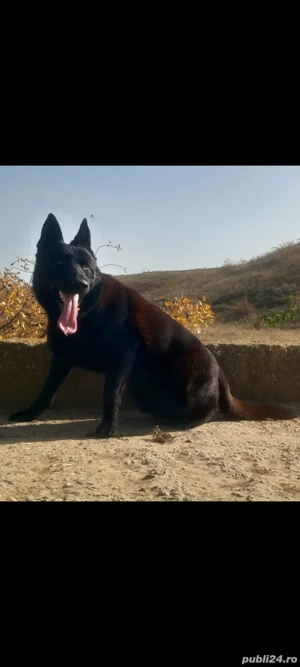 HUGO caut parteneră