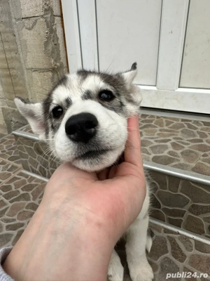 vand fetita husky - imagine 2