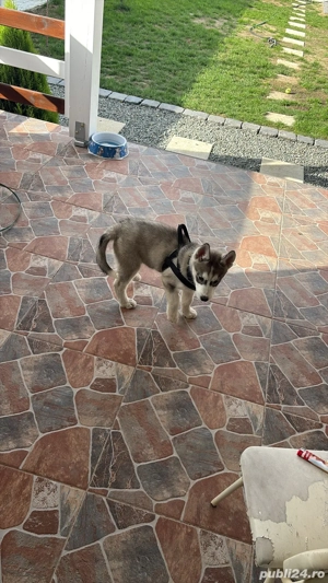 vand fetita husky - imagine 3