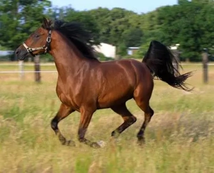 Vand Cal , preț negociabil 