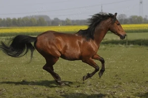 Vand Cal , preț negociabil  - imagine 2