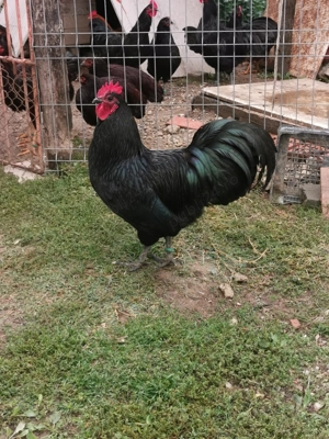 Cocos Australorp