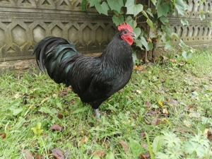 Cocos Australorp - imagine 3