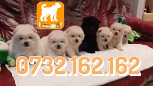 Chow Chow super frumosi- cu acte-microcipati- Factura-Livrare la Bucuresti - imagine 3