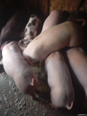 purcei de lapte - imagine 2