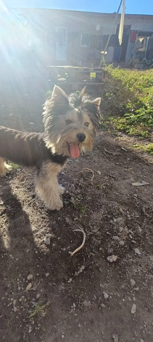 Yorkshire terrier pedigree baiat 1 an - imagine 3