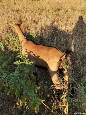 Vând ieduță alpin-franceza si un tap anglo-nubian 