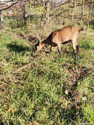 Vand ieduta alpina franceza  - imagine 3