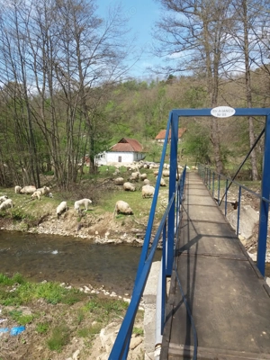 Casă cu teren foarte mare in Hălmagiu - imagine 4