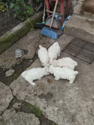 Bichon maltez 6 săptămâni vaccinați și deparazitați 