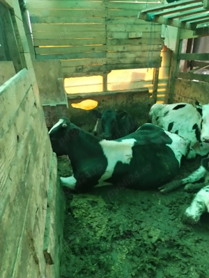  vitei sanatosi de 1 an - imagine 2