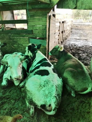  vitei sanatosi de 1 an - imagine 3