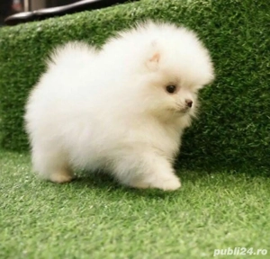 pomeranian tip ursulet