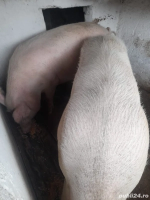 Porci de vanzare!