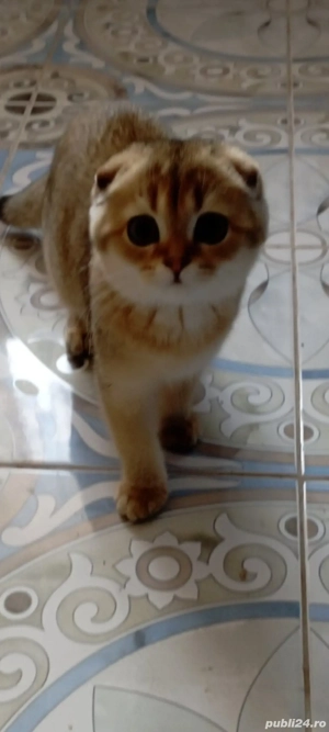 fold chinchila golden!!!