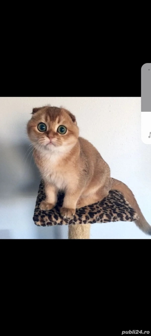 scottish fold chinchila golden!!!