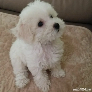 Bichon frise