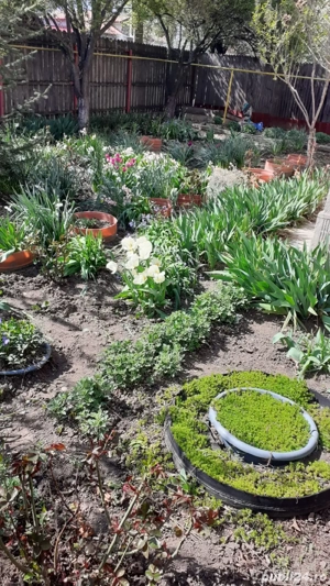 Vand Casa  - imagine 5