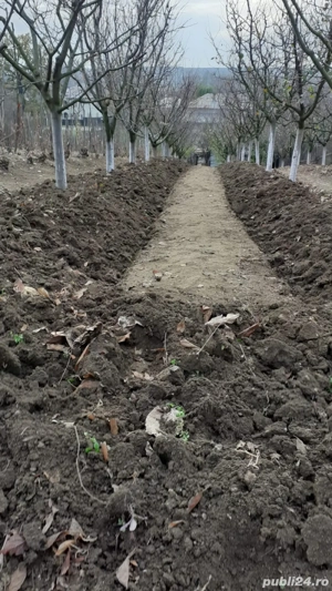 Vand Casa  - imagine 3