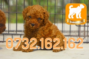 Caniche pitic talie mica de vanzare-Factura-Carnet-Microcip-Inregistrare-Vaccin-Livrare Bucuresti