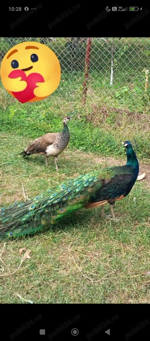 Buna ziua! Sunte găini ouătoare și sanatoase