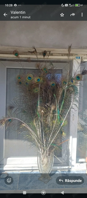 Sunt găini wyandotte și Păuni umar negru - imagine 4