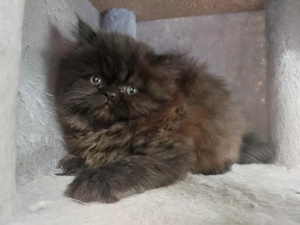 Pisici persane rasa pura 