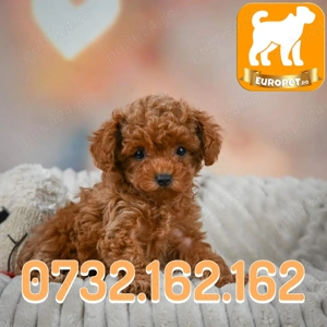 Pudel Toy Caniche Pitic de vanzare cu Factura-Carnet-Microcip-Garantie-Livrare la Brasov