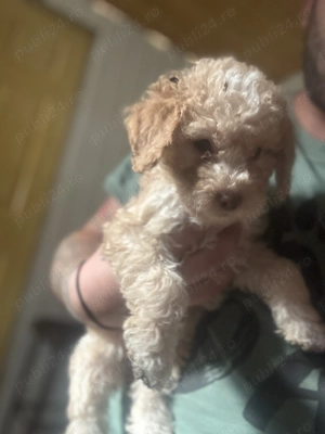 Vând cateleusi Lagotto 