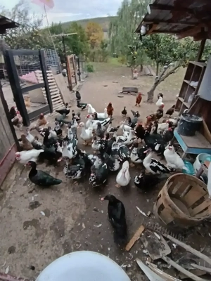 Vând sau schimb 10 rațe LEȘEȘTI mute,cu un purcel de 25 KG, 30 KG ,