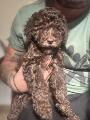 Vând cateleusi Lagotto  - imagine 3 Vând cateleusi Lagotto  - imagine 3