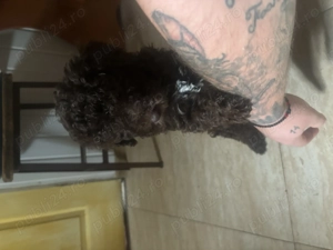 Vând cateleusi Lagotto  - imagine 4 Vând cateleusi Lagotto  - imagine 4