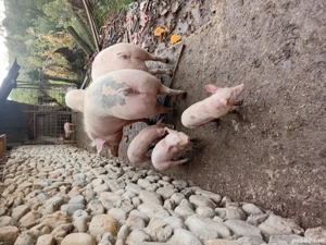 se vinde tot ce se vede in poza 