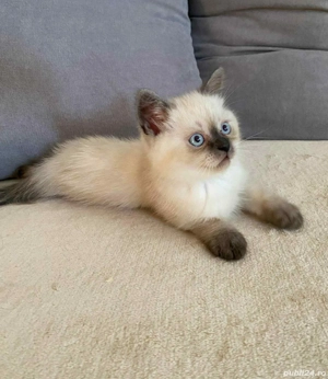 Ragdoll puiuți frumoși  - imagine 3