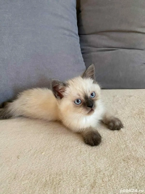Ragdoll puiuți frumoși  - imagine 2