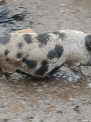 scroafă vietnameză - imagine 4