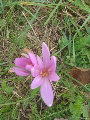 scroafă vietnameză - imagine 5