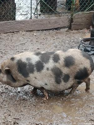 scroafă vietnameză - imagine 3