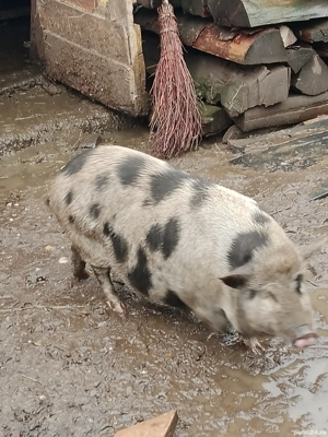 scroafă vietnameză - imagine 2