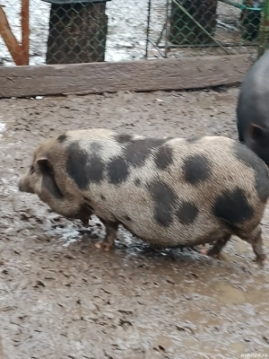 scroafă vietnameză