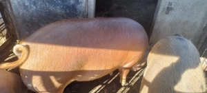 Vând porci pentru taiat  - imagine 2 Vând porci pentru taiat  - imagine 2