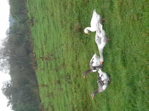 Gaste  comune  cum aveau bunicii noștri  - imagine 2