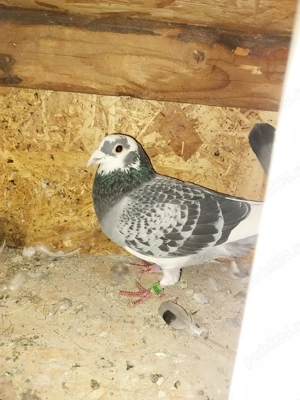 Vând porumbei tineret