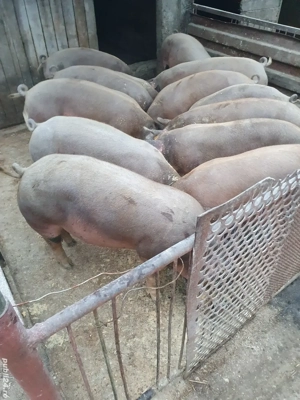 Grăsuni pentru Craciun - imagine 2 Grăsuni pentru Craciun - imagine 2