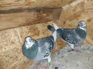 Vând porumbei tineret - imagine 4