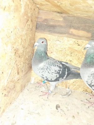 Vând porumbei tineret - imagine 2