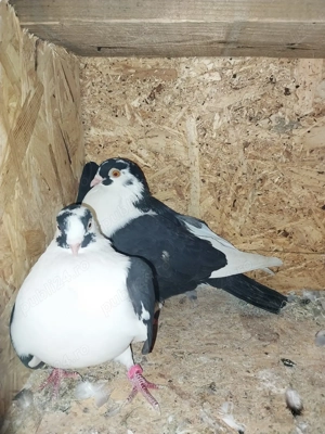 Vând porumbei tineret - imagine 3